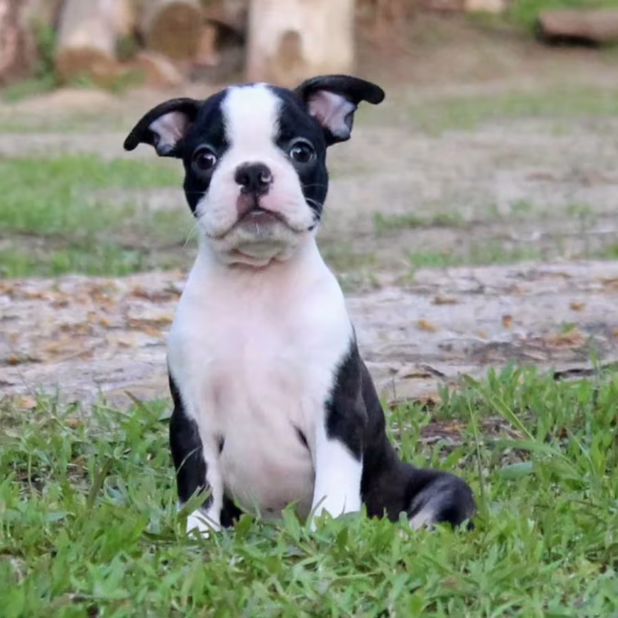 Boston Terrier Female Puppy for Sale in California (CA)