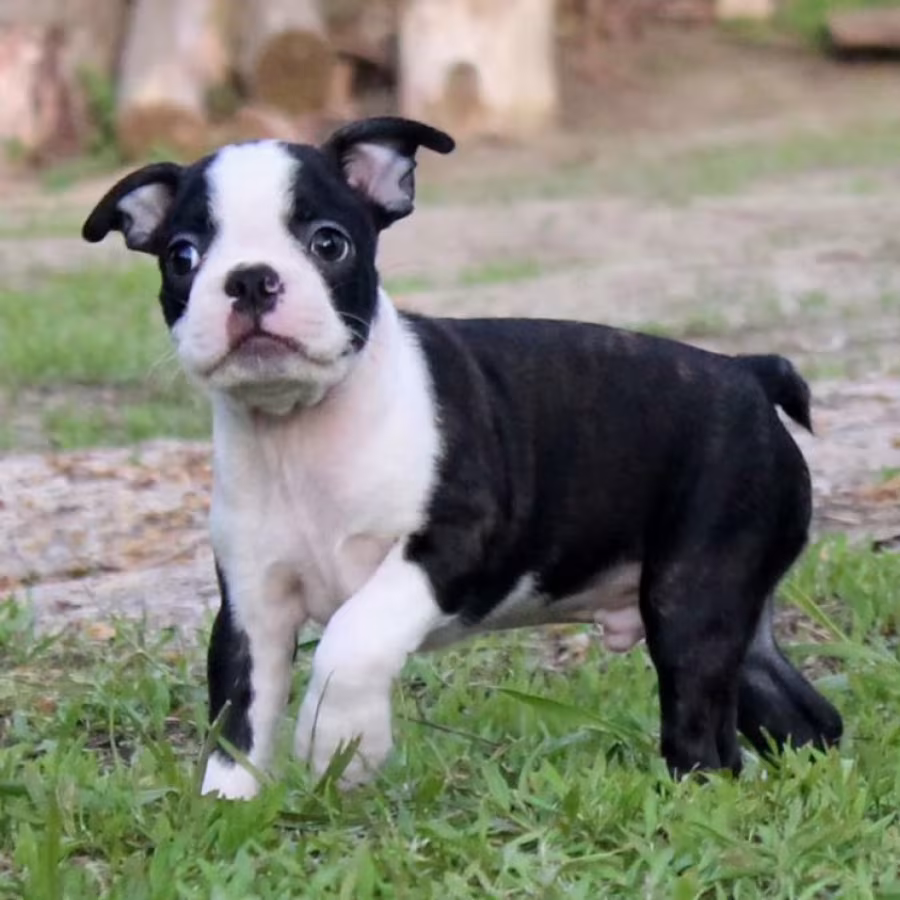 Boston Terrier Female Puppy for Sale in California (CA)