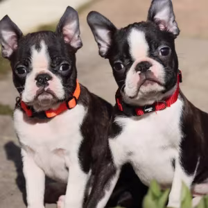 Two Boston Terrier Male Puppies for Sale in Florida (FL)