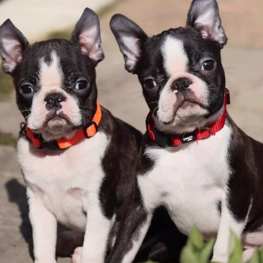 Two Boston Terrier Male Puppies for Sale in Florida (FL)