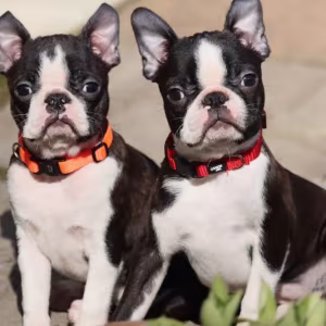 Two Boston Terrier Male Puppies for Sale in Florida (FL)