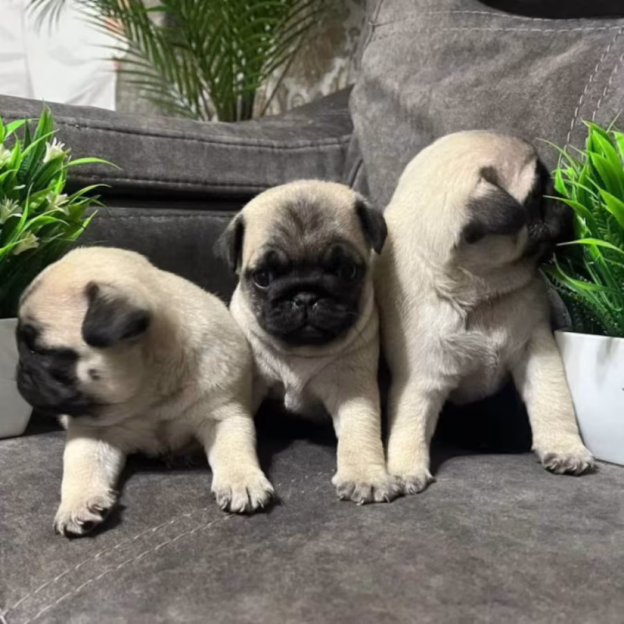 Pug Puppies for Sale in Texas (TX)
