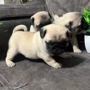 Pug Puppies for Sale in Texas (TX)