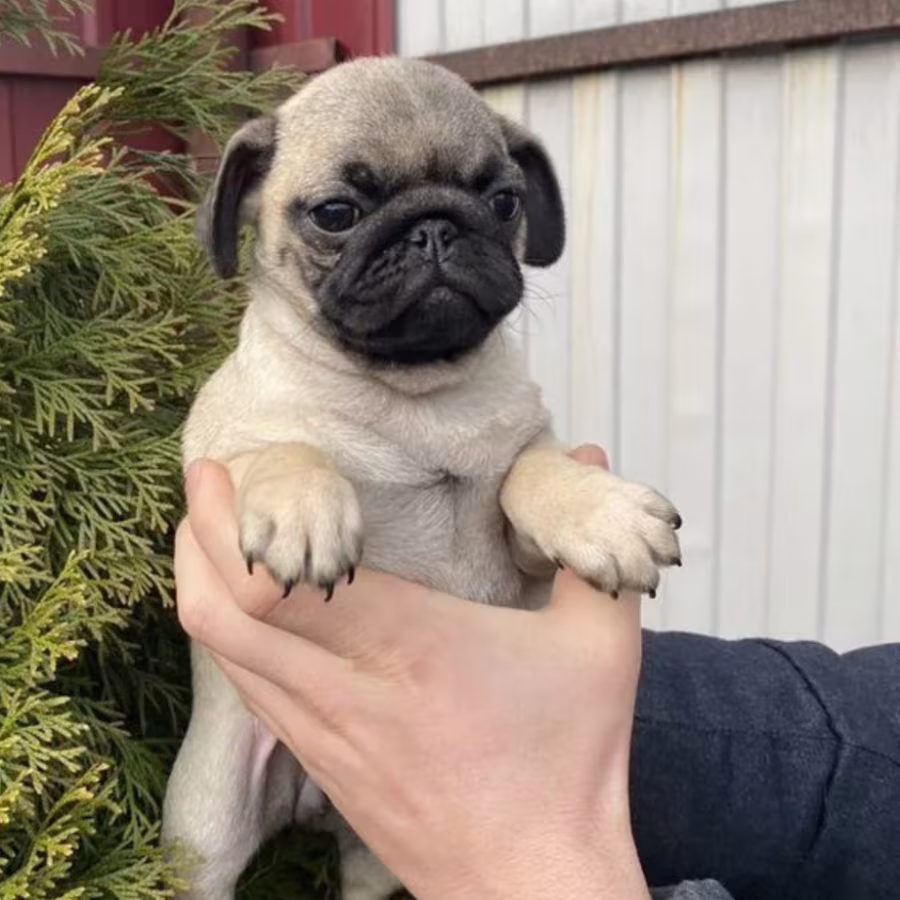 Pug Puppy, Female, 14 Weeks Old, Needs a Home! (New York, NY)
