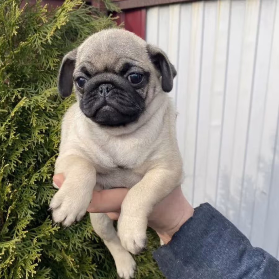 Pug Puppy, Female, 14 Weeks Old, Needs a Home! (New York, NY)