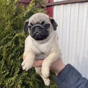 Pug Puppy, Female, 14 Weeks Old, Needs a Home! (New York, NY)