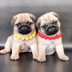 Adorable Pug Puppies Looking for Homes in New York (NY)