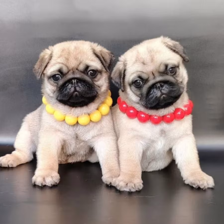 Adorable Pug Puppies Looking for Homes in New York (NY)