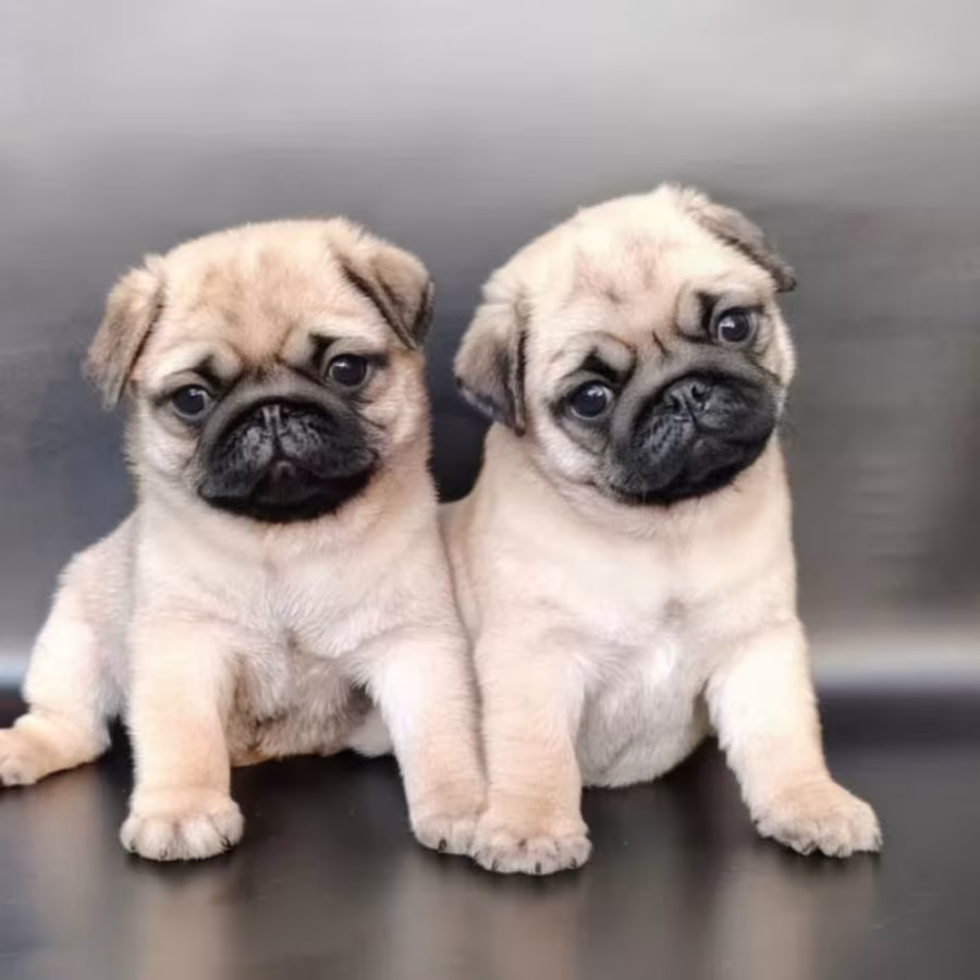 Adorable Pug Puppies Looking for Homes in New York (NY)