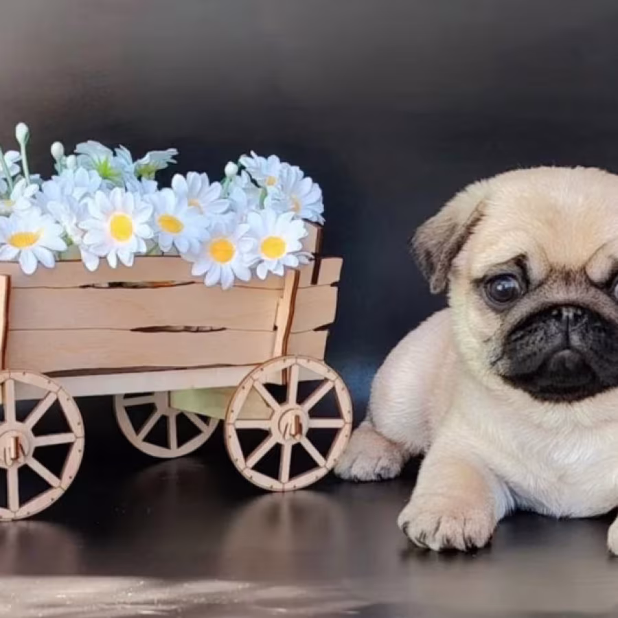 Adorable Pug Puppies Looking for Homes in New York (NY)