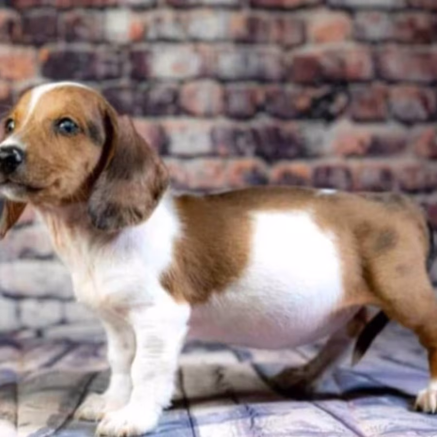 Dachshund Puppies for Sale in Minnesota (MN)
