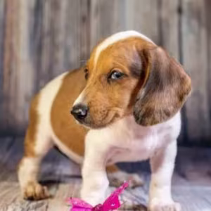 Dachshund Puppies for Sale in Minnesota (MN)