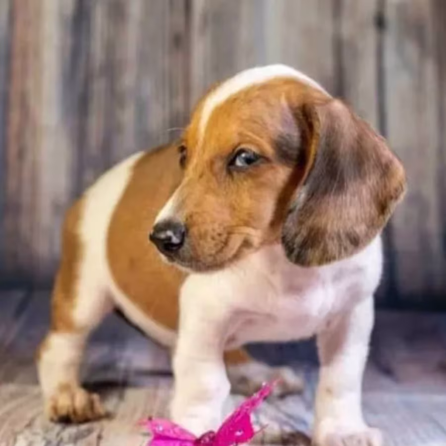 Dachshund Puppies for Sale in Minnesota (MN)
