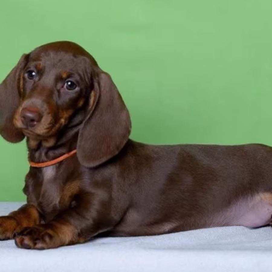 Dachshund Puppy for Sale, Girl Bring Joy to Your Home!