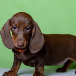 Dachshund Puppy for Sale, Girl Bring Joy to Your Home!