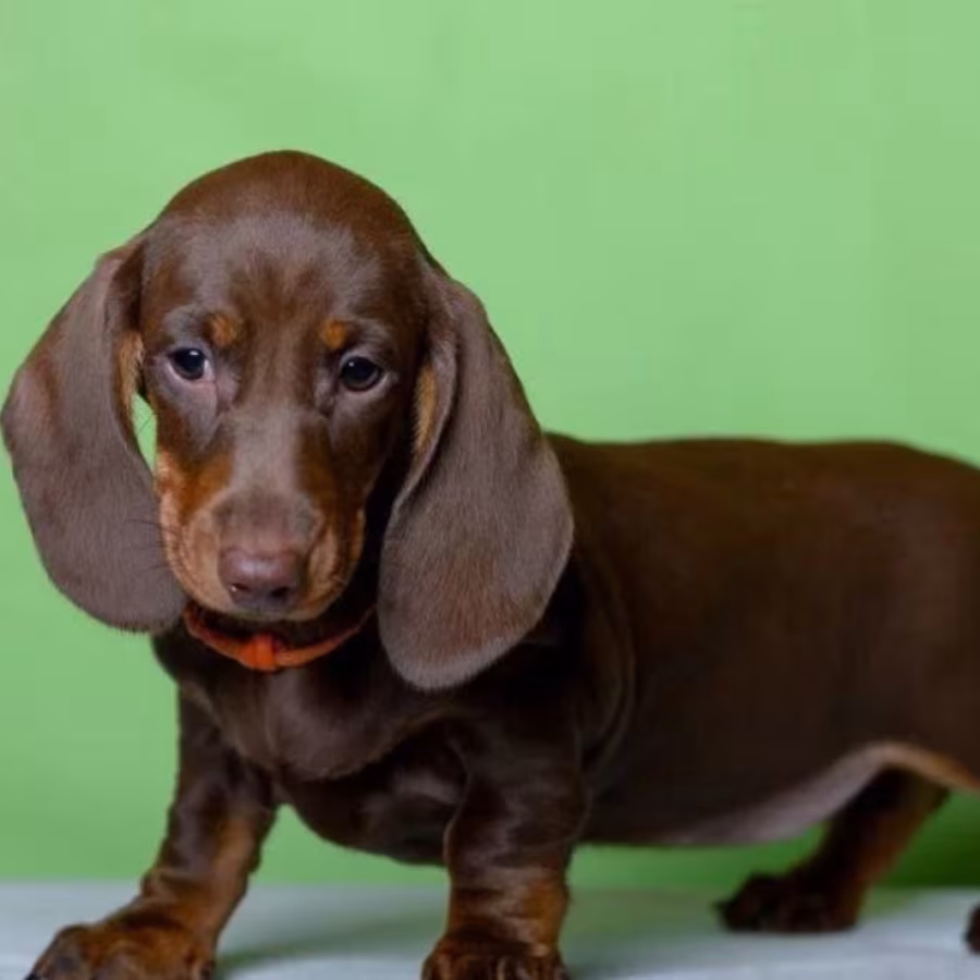 Dachshund Puppy for Sale, Girl Bring Joy to Your Home!