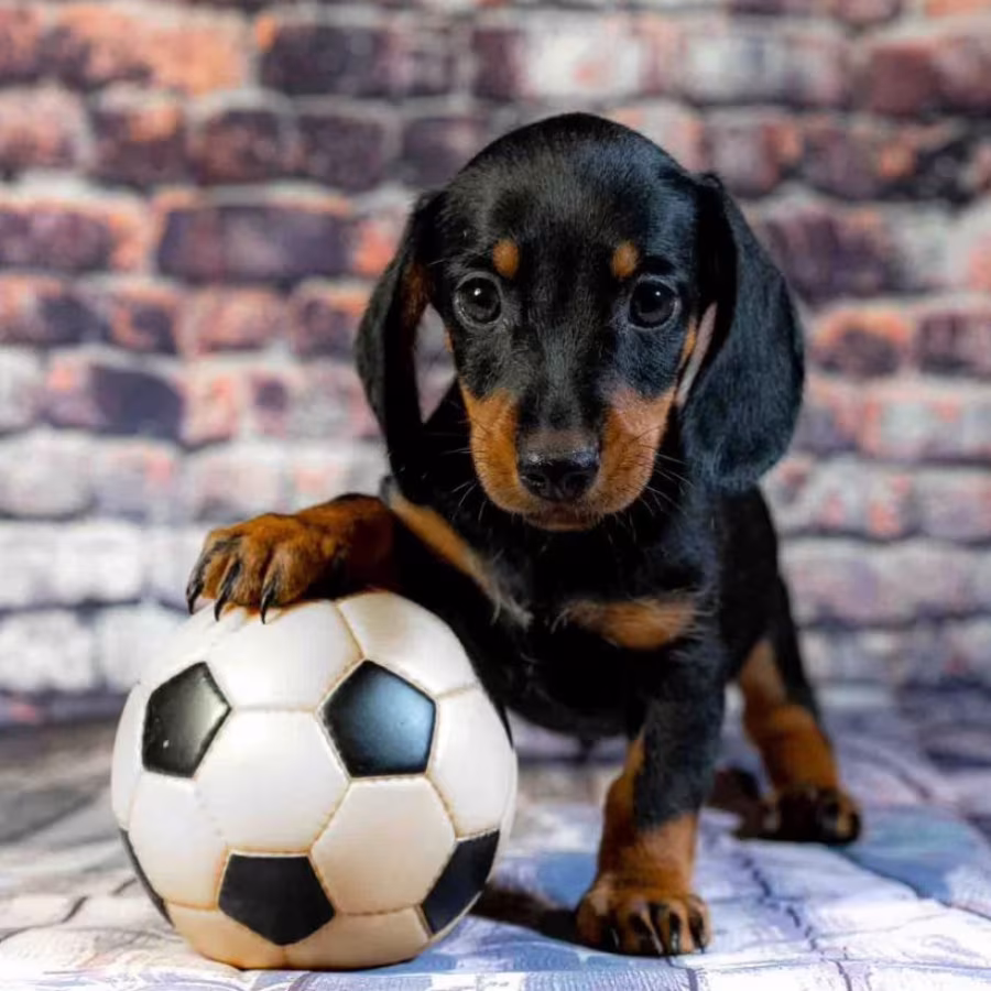 Dachshund for Sale in Illinois (IL)