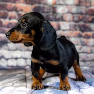 Dachshund for Sale in Illinois (IL)