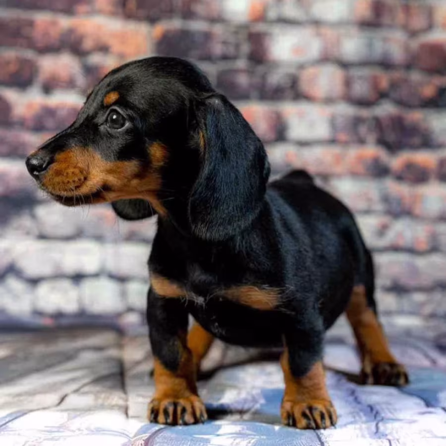 Dachshund for Sale in Illinois (IL)