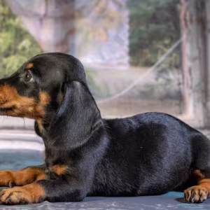 Dachshund for Sale in Illinois (IL)