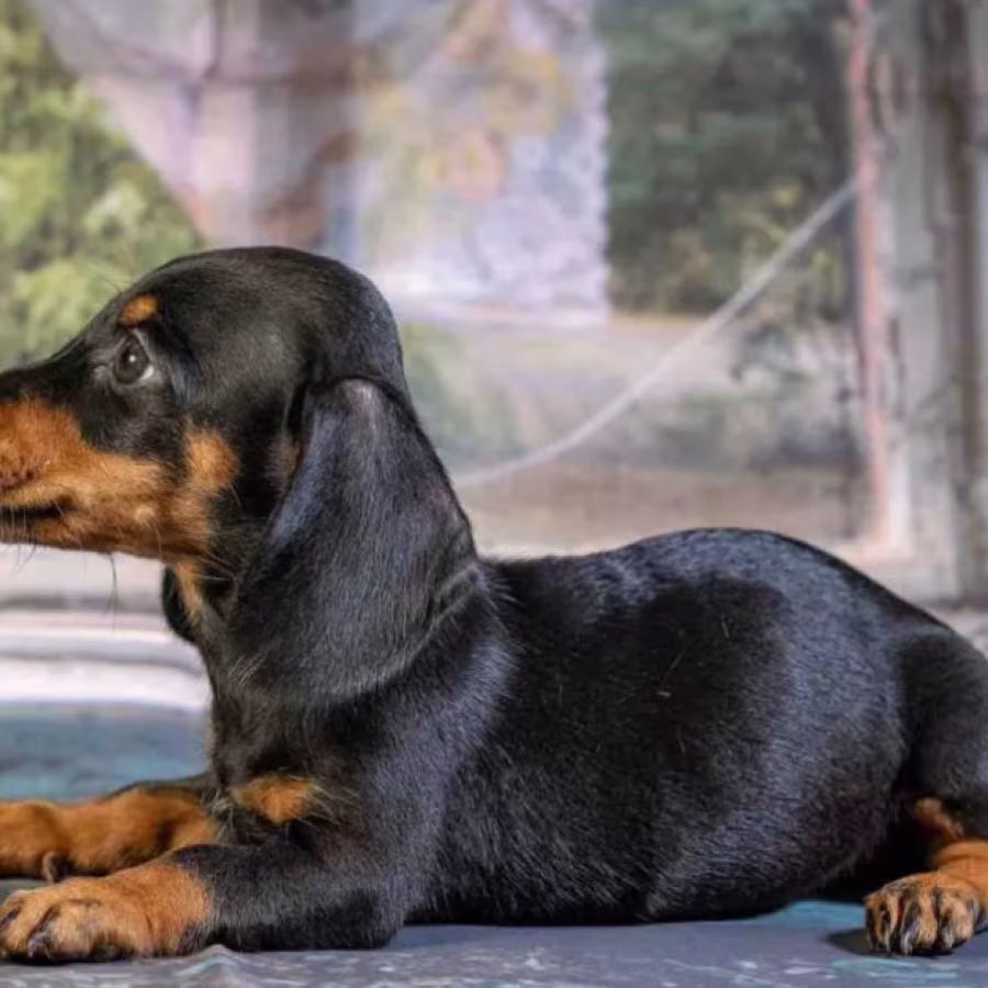 Dachshund for Sale in Illinois (IL)