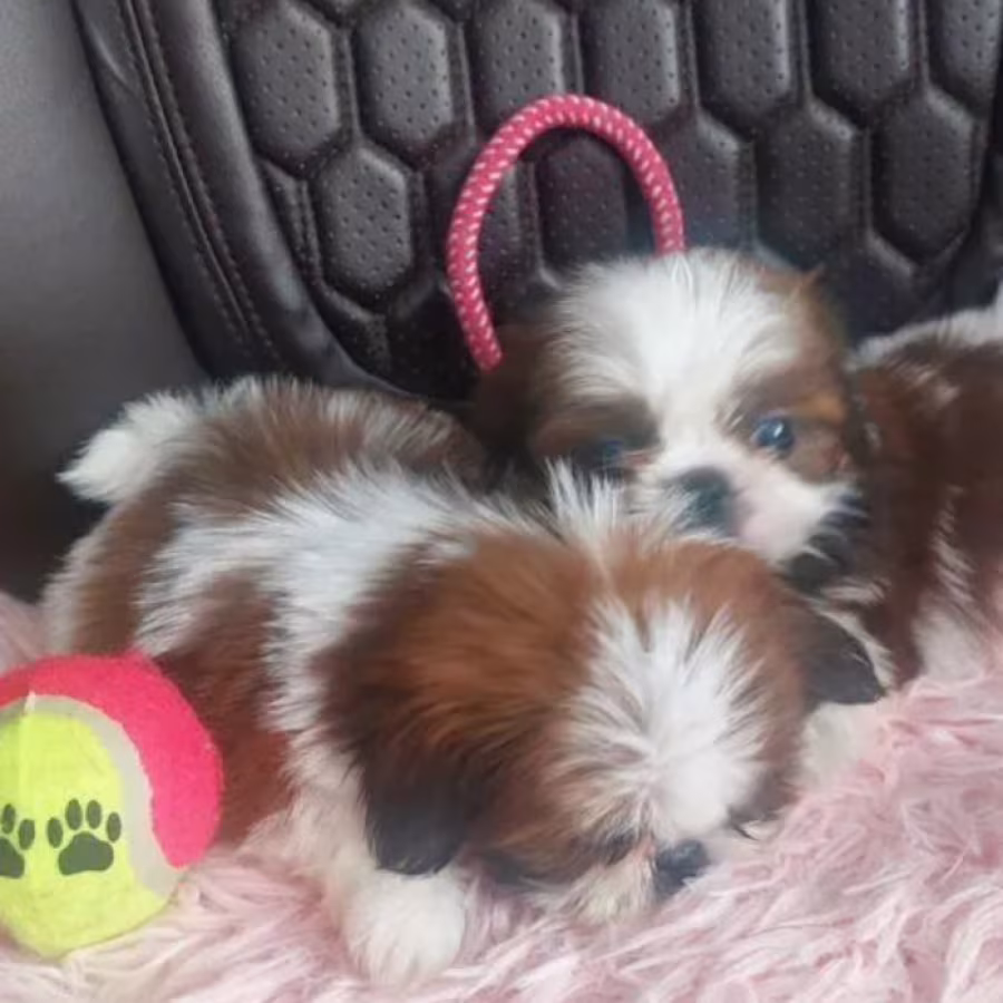 Shih Tzu Puppies for Sale in Texas (TX)