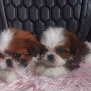 Shih Tzu Puppies for Sale in Texas (TX)