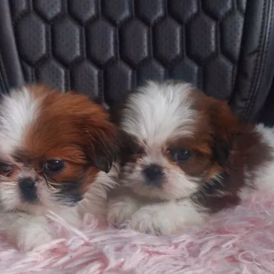Shih Tzu Puppies for Sale in Texas (TX)