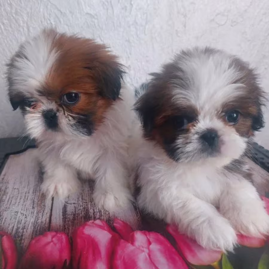 Shih Tzu Puppies for Sale in Texas (TX)