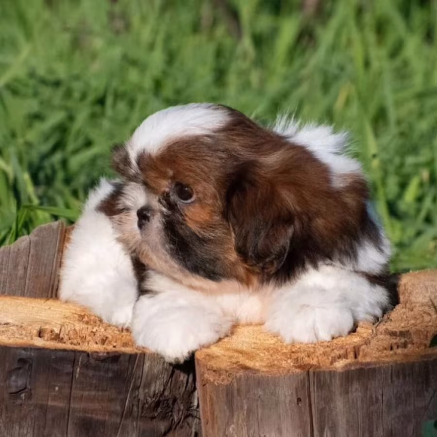 Shih Tzu Puppy for Sale, Female New York (NY)