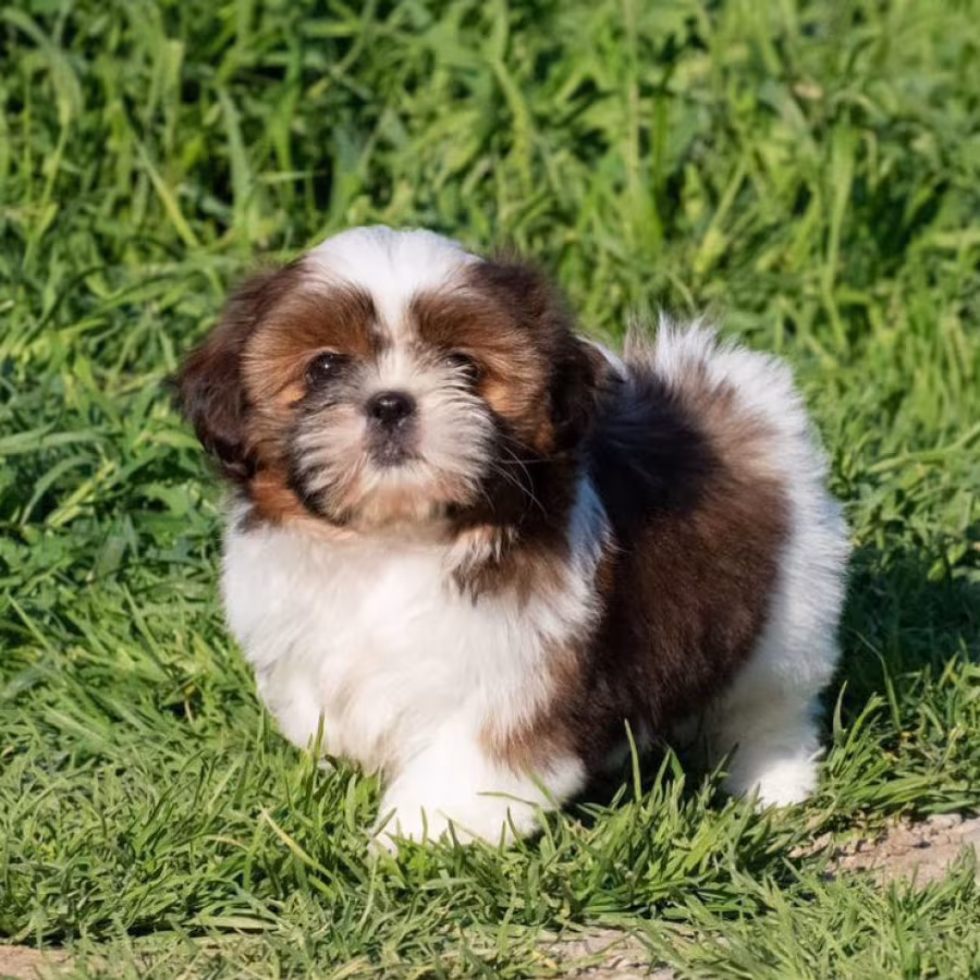 Shih Tzu Puppy for Sale, Female New York (NY)