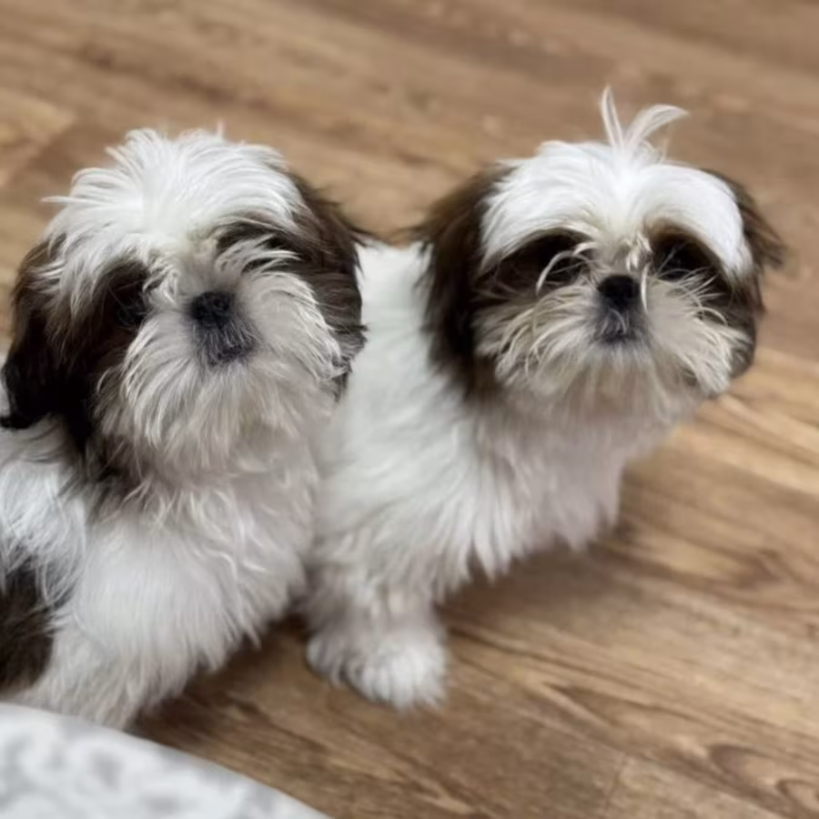 Shih Tzu Puppies for Sale in Texas (TX)