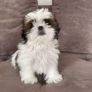 Shih Tzu Puppies for Sale in Texas (TX)