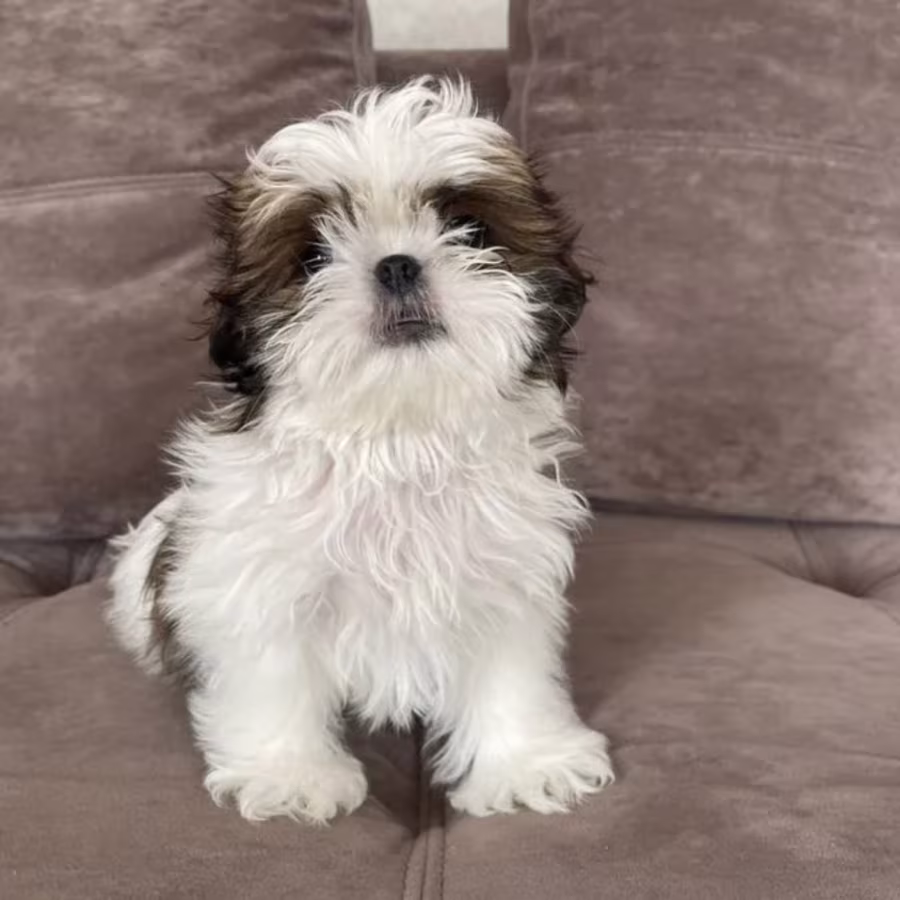 Shih Tzu Puppies for Sale in Texas (TX)