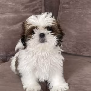 Shih Tzu Puppies for Sale in Texas (TX)
