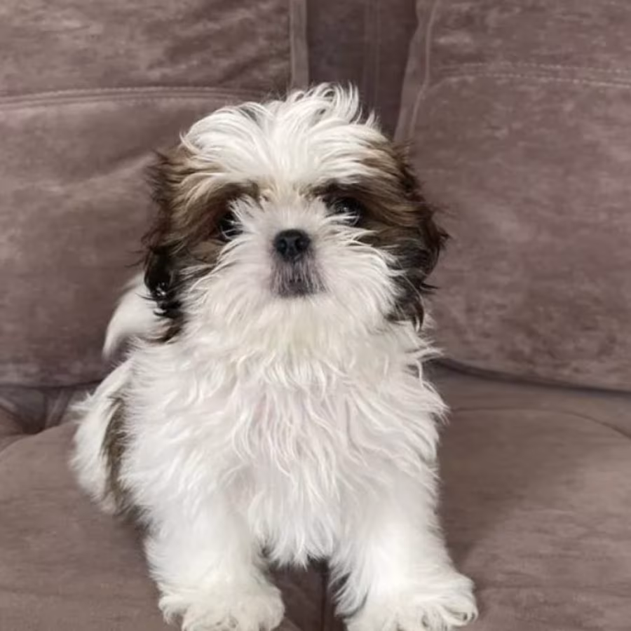 Shih Tzu Puppies for Sale in Texas (TX)