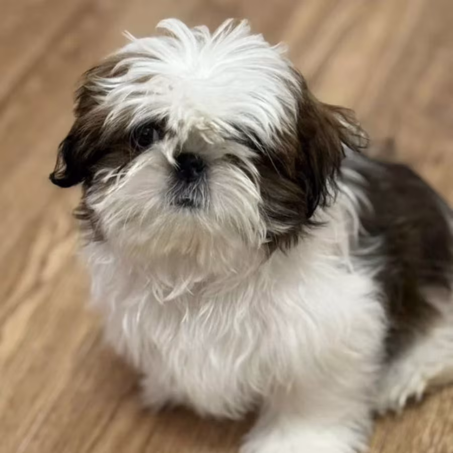 Shih Tzu Puppies for Sale in Texas (TX)