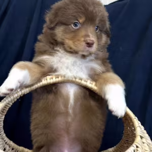 Purebred Australian Shepherd Girl for Sale in New York (NY)
