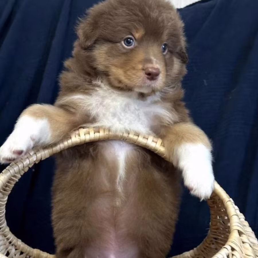 Purebred Australian Shepherd Girl for Sale in New York (NY)