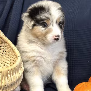 Purebred Australian Shepherd Girl for Sale in New York (NY)