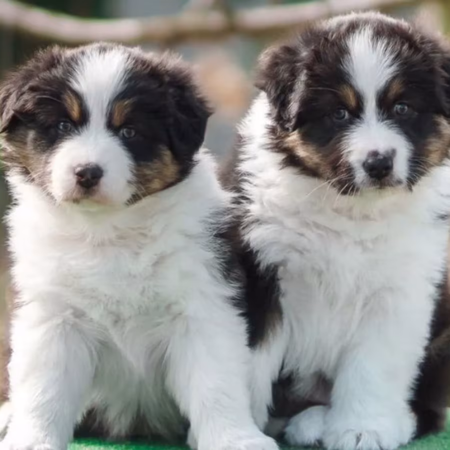 Australian Shepherd Puppies for Sale in New York (NY)