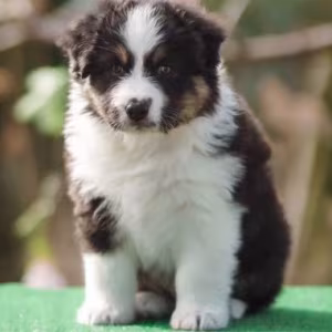 Australian Shepherd Puppies for Sale in New York (NY)