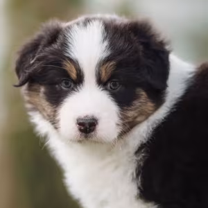Australian Shepherd Puppies for Sale in New York (NY)
