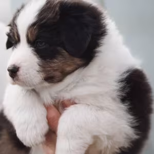 Australian Shepherd Puppies for Sale in New York (NY)