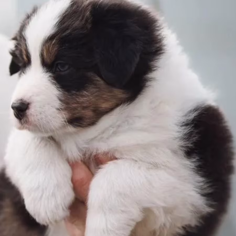 Australian Shepherd Puppies for Sale in New York (NY)