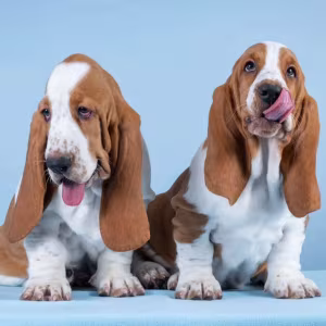 Basset Hound Puppies for Sale in Pennsylvania (PA)