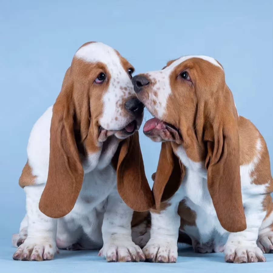 Basset Hound Puppies for Sale in Pennsylvania (PA)