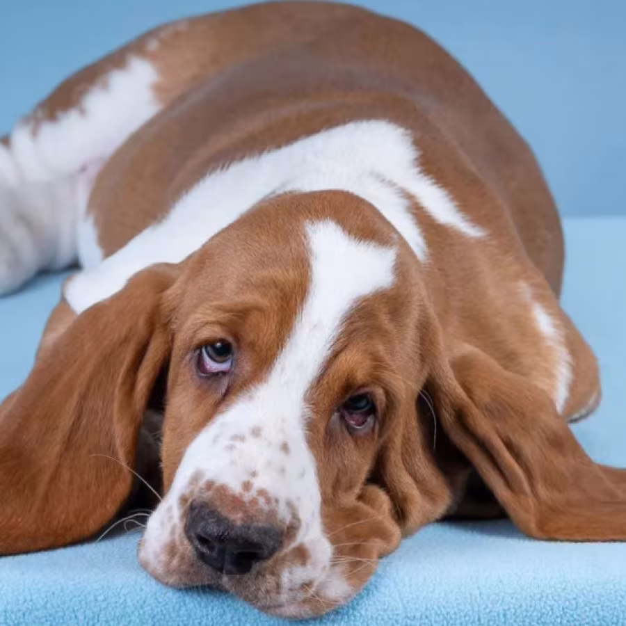 Basset Hound Puppies for Sale in Pennsylvania (PA)