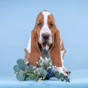 Basset Hound Puppies for Sale in Pennsylvania (PA)