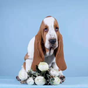 Basset Hound Puppies for Sale in Pennsylvania (PA)